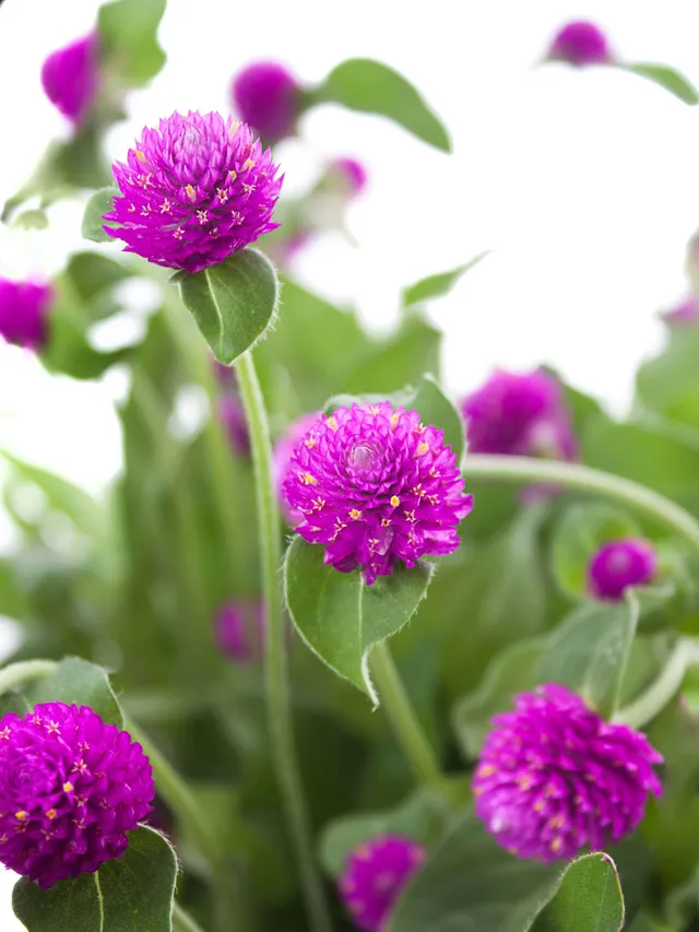 blumigo-gomphrena-kugelamarant-schnittblume-violett image 1