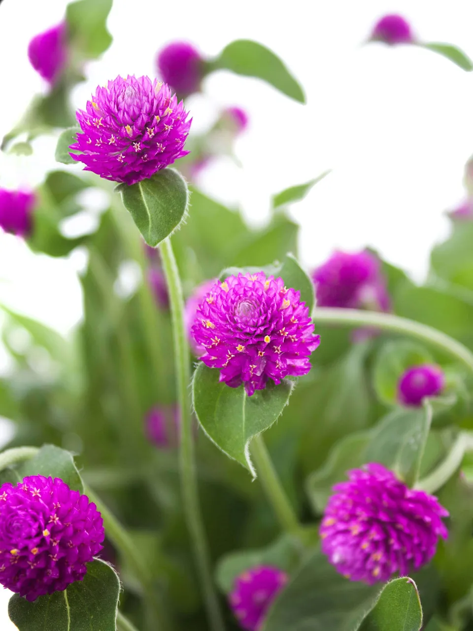 blumigo-gomphrena-kugelamarant-schnittblume-violett image 1