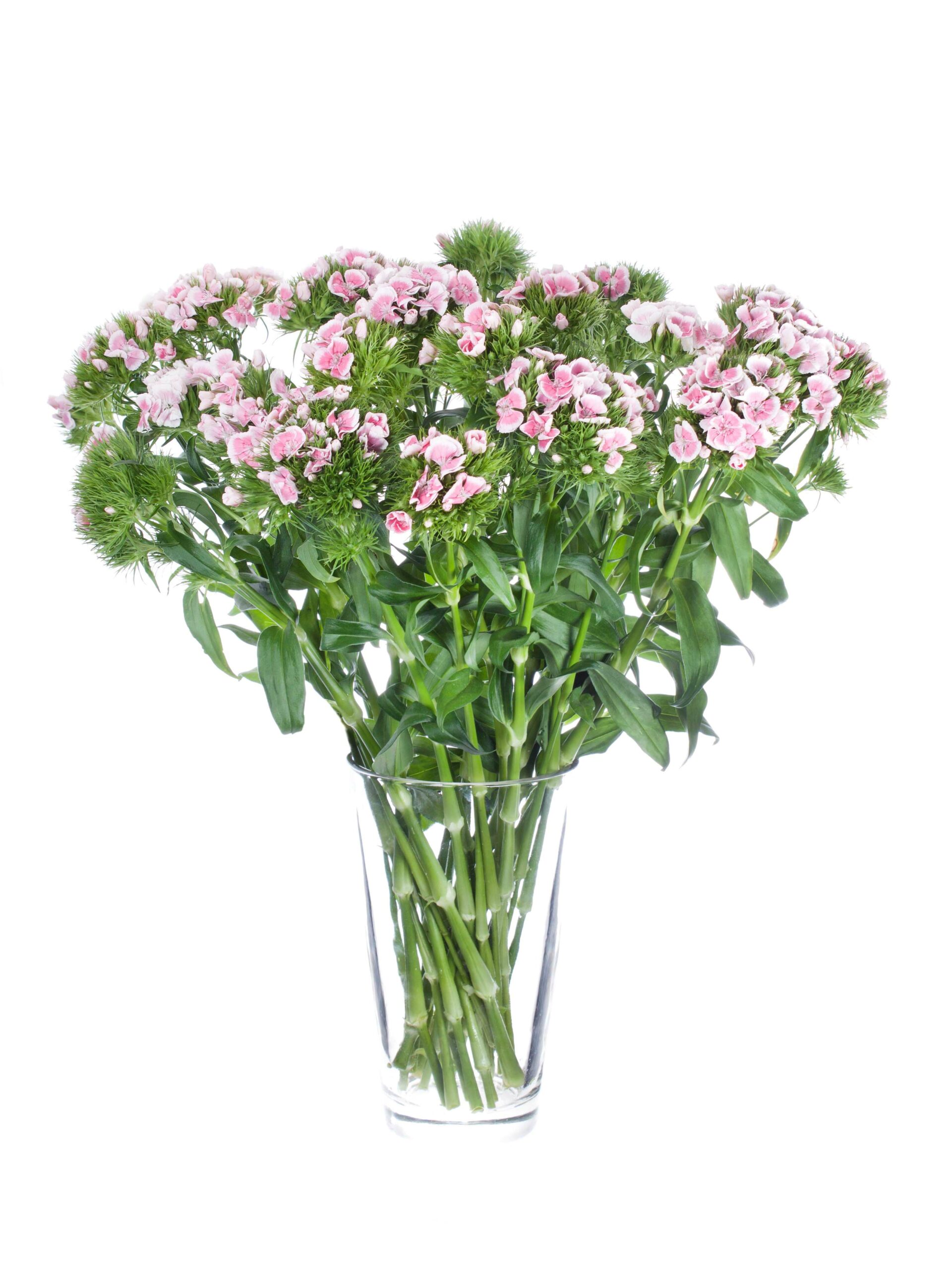 blumigo-nelken-bartnelken-rosa-schnittblumen-frisch image 2