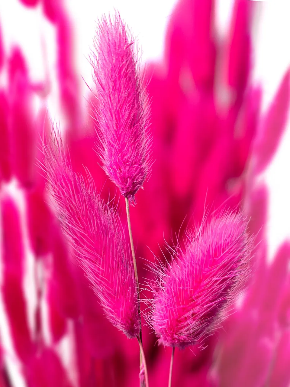blumigo-trockenblumen-lagurus-samtgras-pink image 1