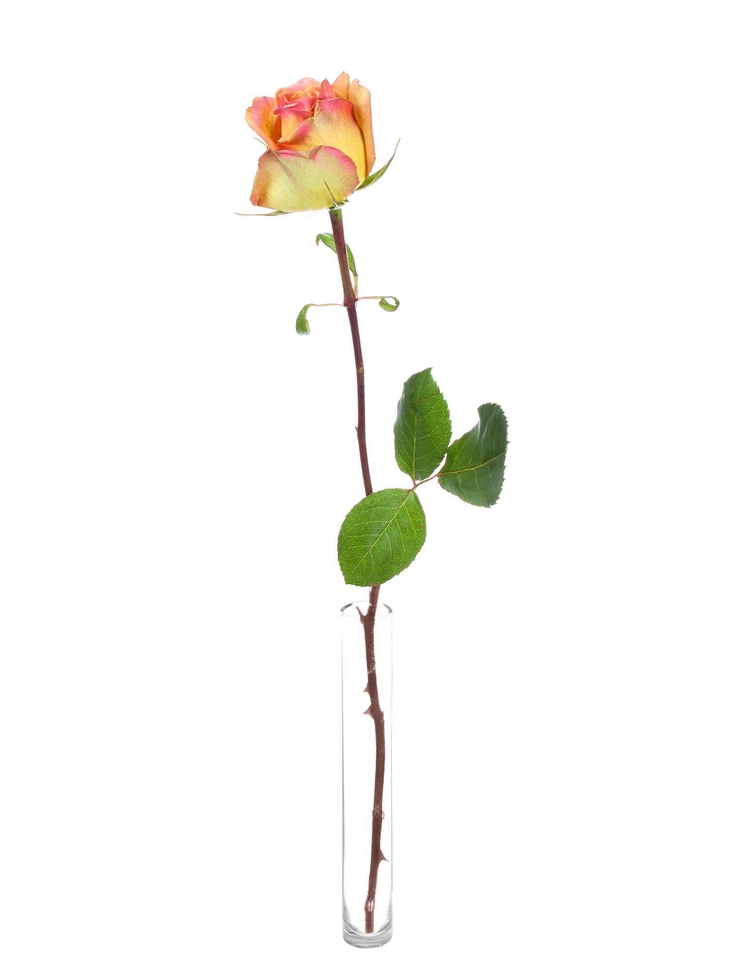 blumigo-olduvai-rosen-gelb-orange-schnittrosen image 3