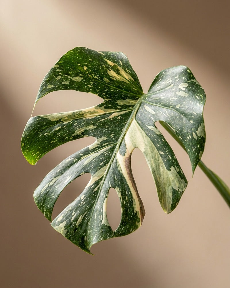 feey-variado-monstera-thai-constellation-gro-topf-22 image 2