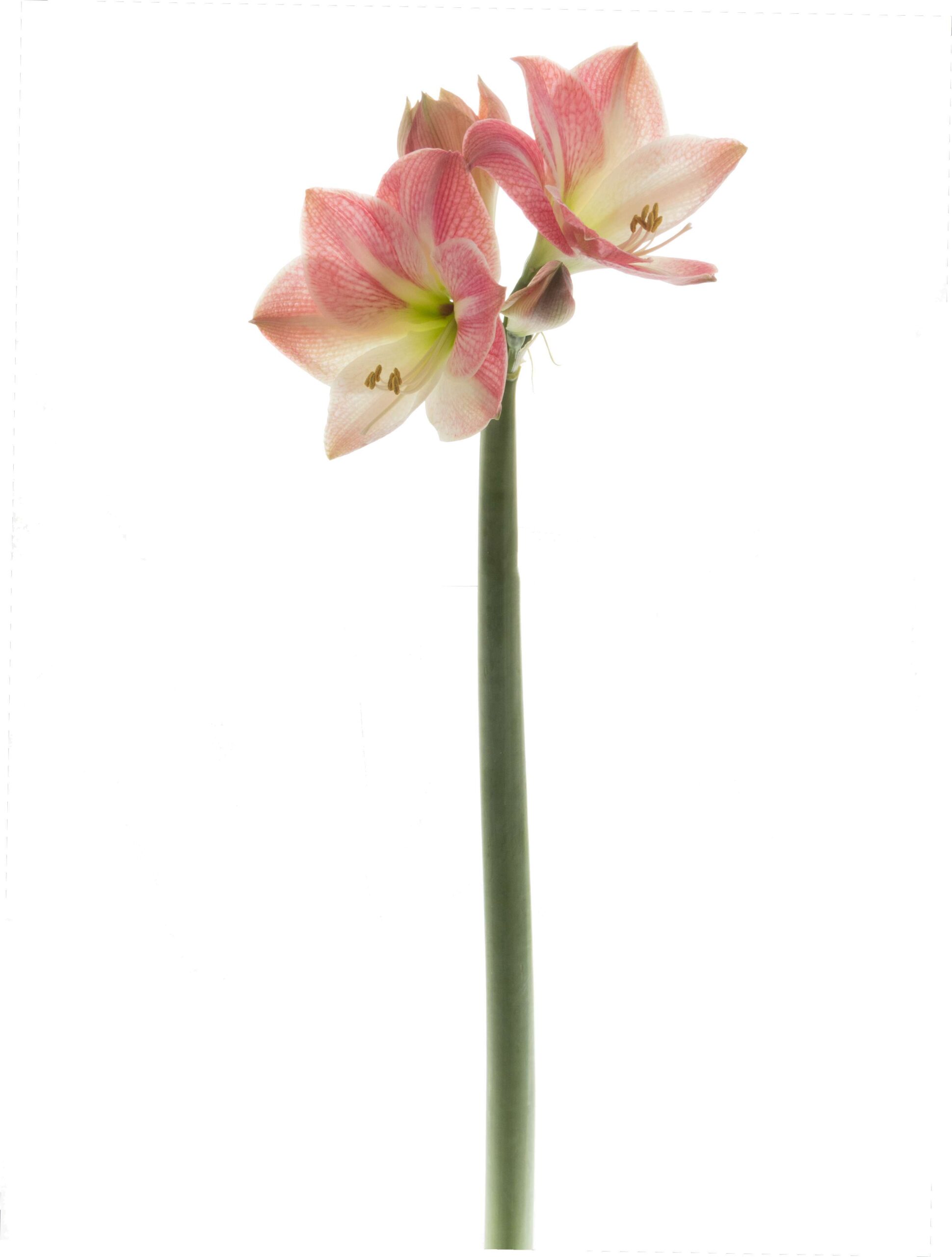 blumigo-amaryllis-apple-blossom-stiel-rosa image 4