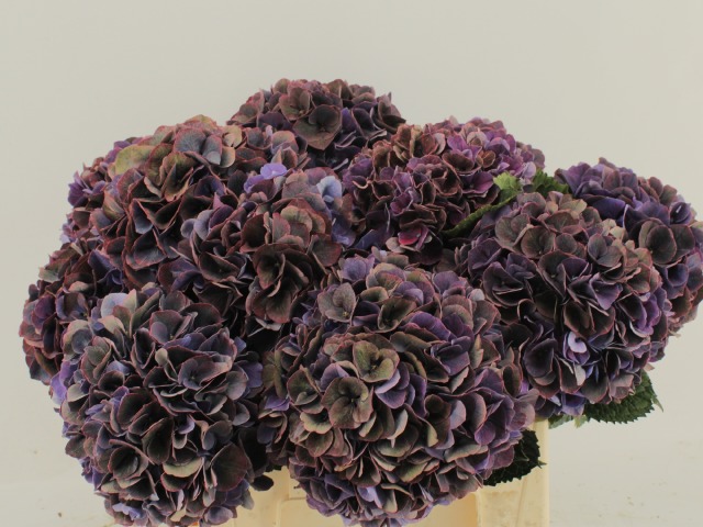 blumigo-magical-pink-ruby-hortensie-xl-aubergine-violett image 2