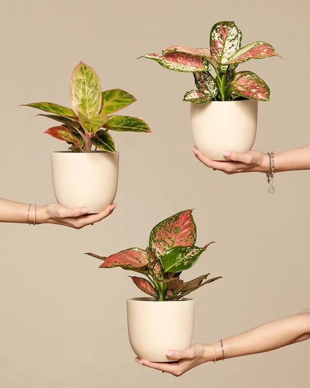 feey-variado-buntes-aglaonema-trio-zimmerpflanzen-3er-set image 1