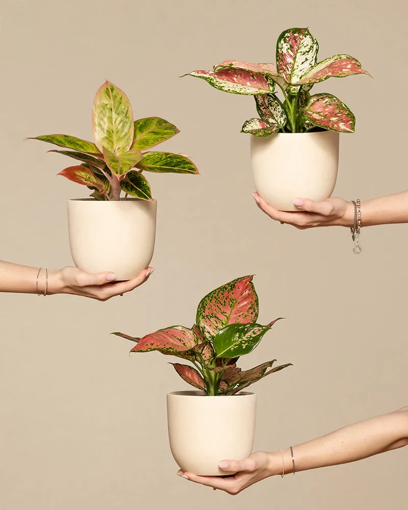 feey-variado-buntes-aglaonema-trio-zimmerpflanzen-3er-set image 1