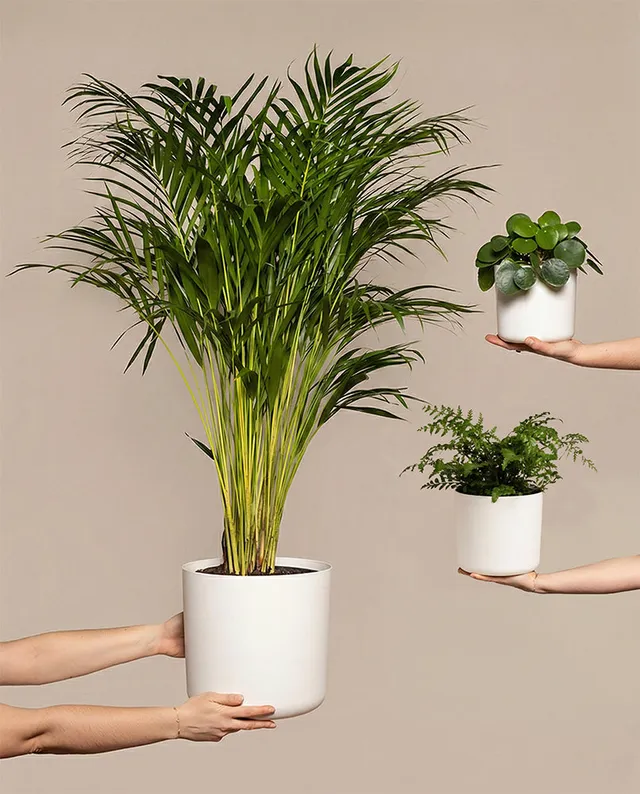 feey-variado-tierfreundliches-pflanzen-set-ohne-bertopf-gro image 1