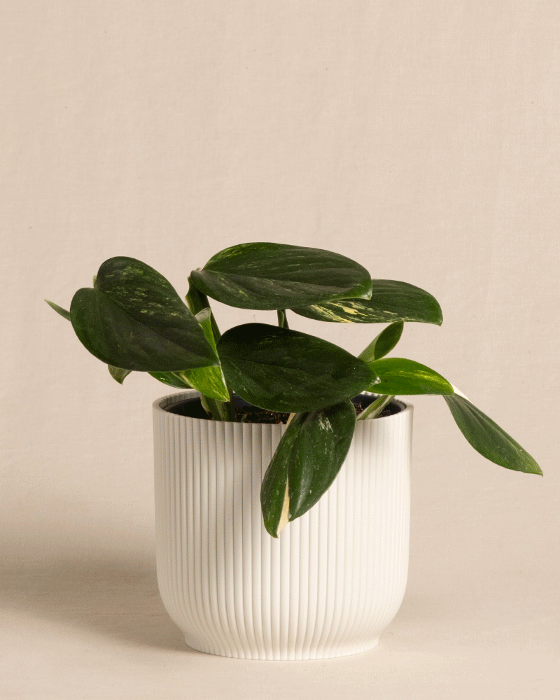 feey-variado-monstera-standleyana-zimmerpflanze-ohne-bertopf image 8