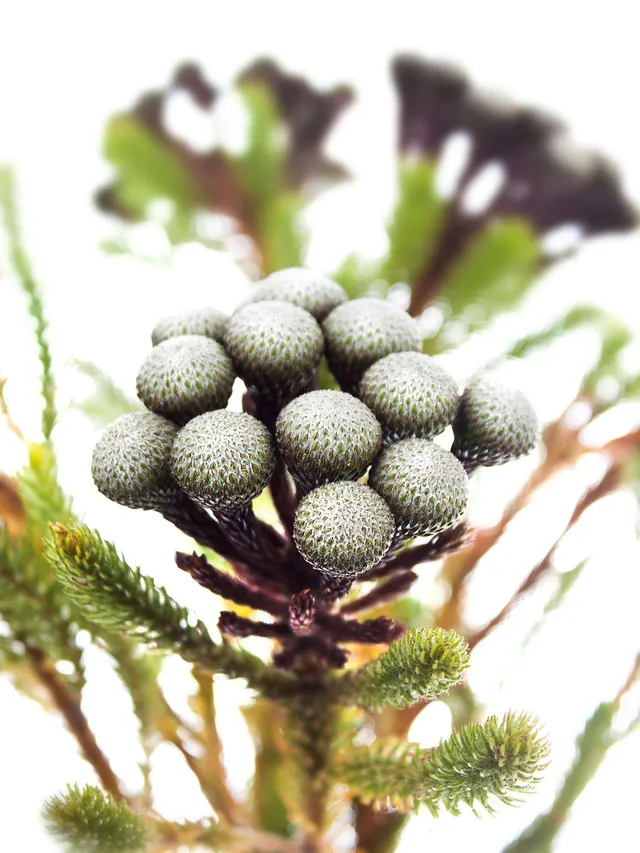 blumigo-brunia-albiflora-bindegr-n-silber-wei image 1