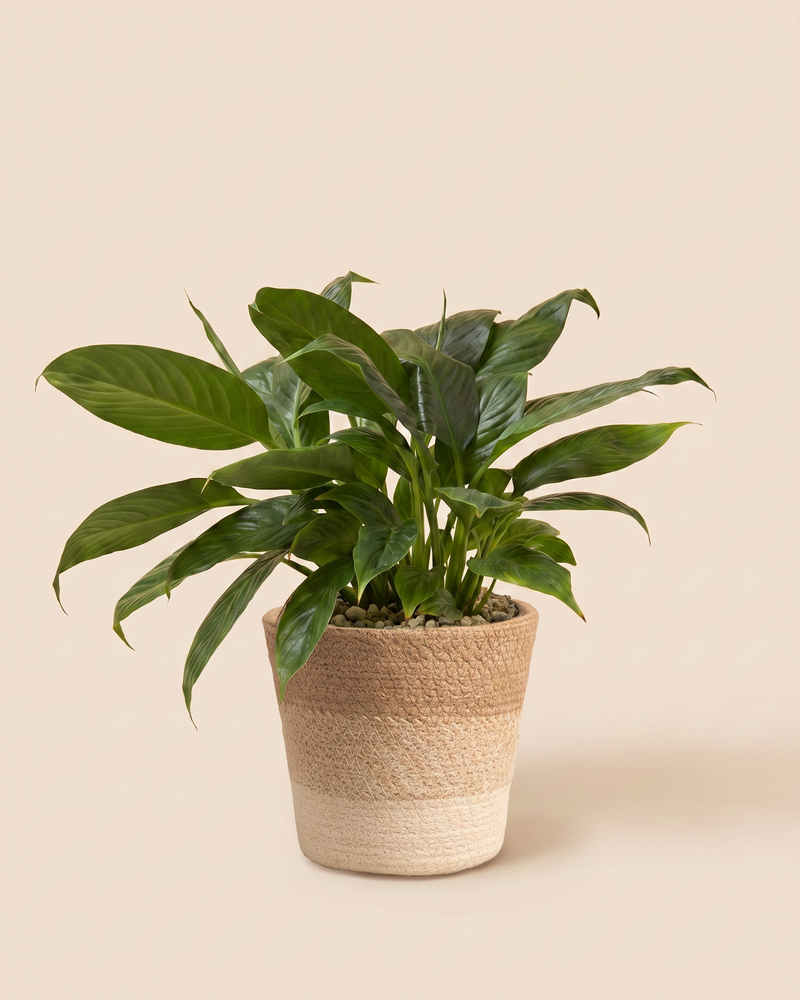 feey-einblatt-spathiphyllum-friedenslilie-ohne-bertopf image 8