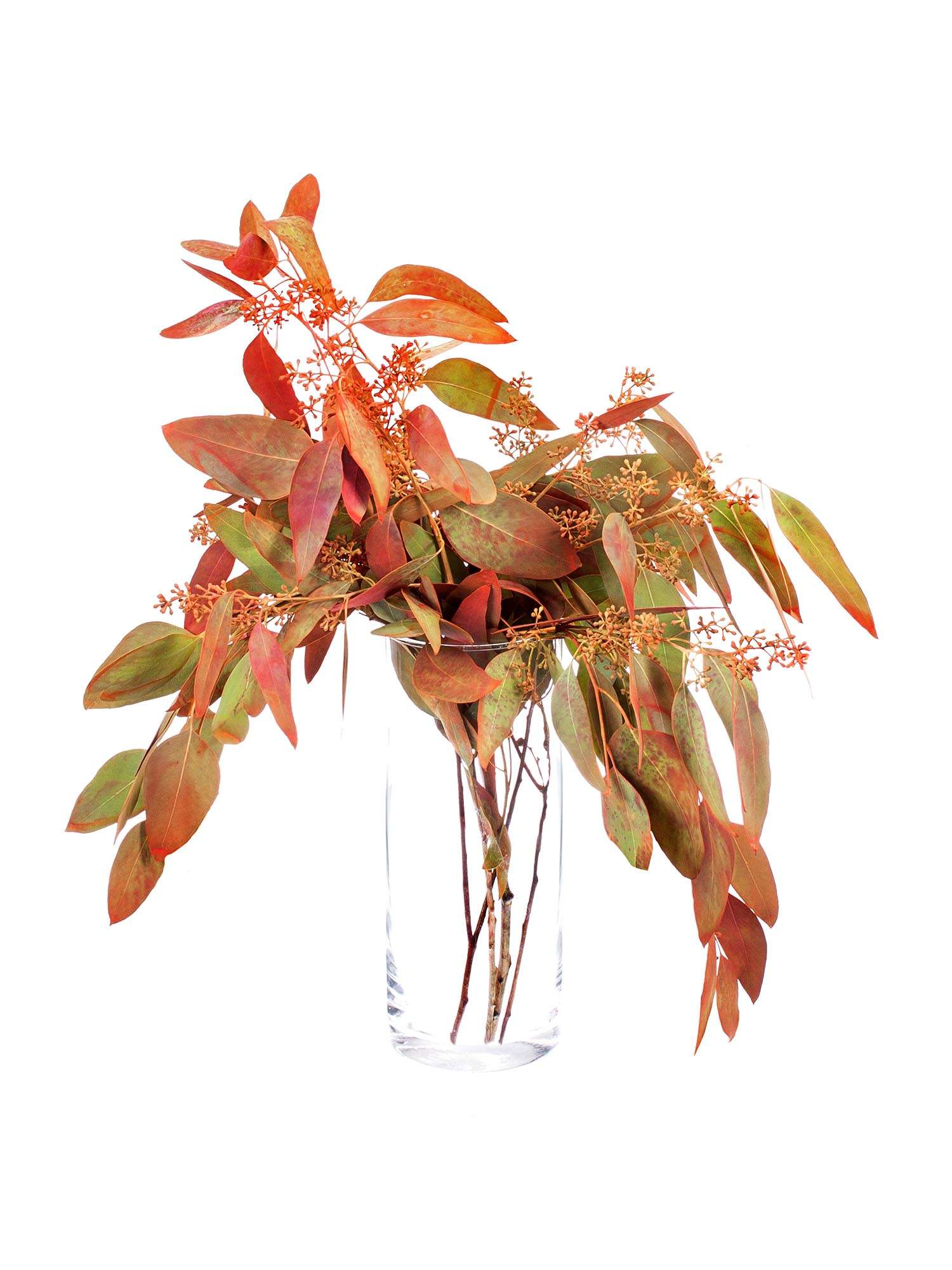 blumigo-eukalyptus-populus-mit-beeren-orange-zweig image 2