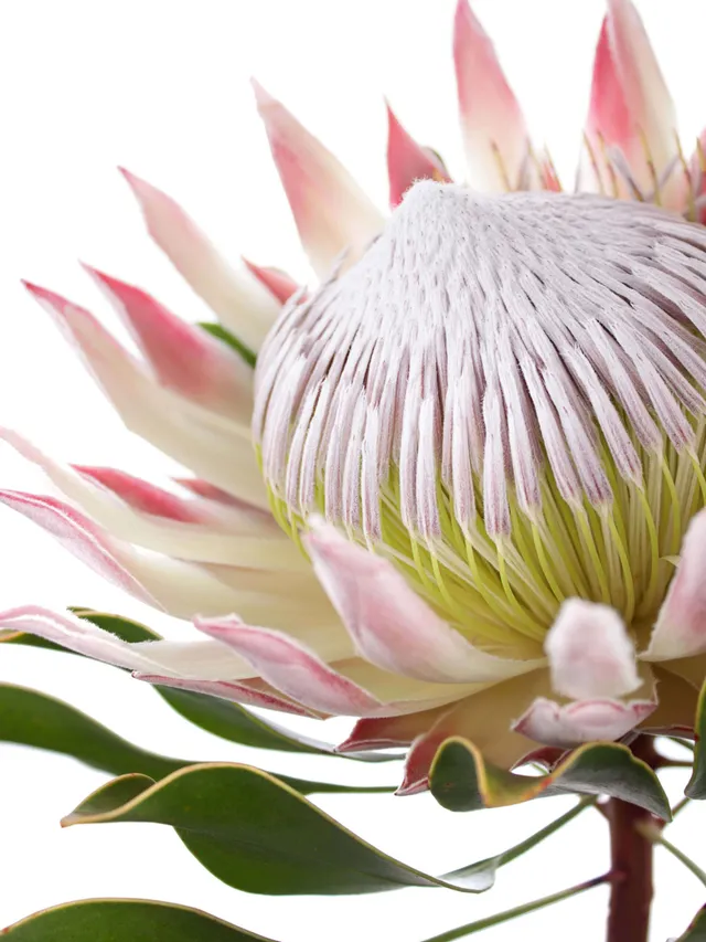 blumigo-proteen-k-nigsprotea-cynaroides-protea-apricot-creme image 1