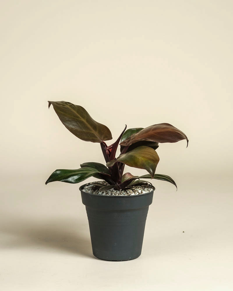 feey-philodendron-red-sun-zimmerpflanze-ohne-bertopf image 3