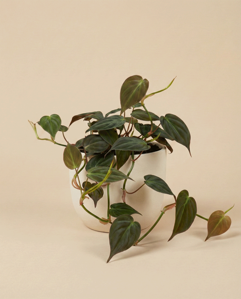 feey-variado-philodendron-micans-zimmerpflanze-hydro image 5