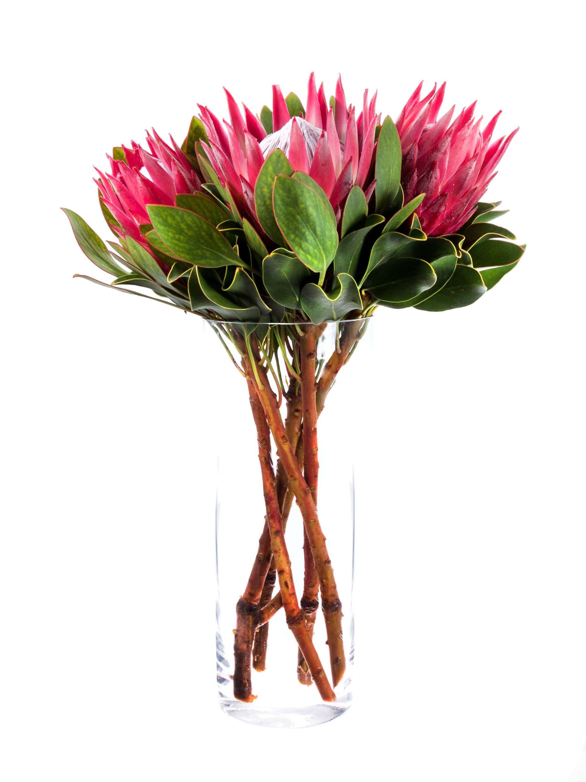 blumigo-proteen-k-nigsprotea-madiba-schnittblume-korall-pink image 3