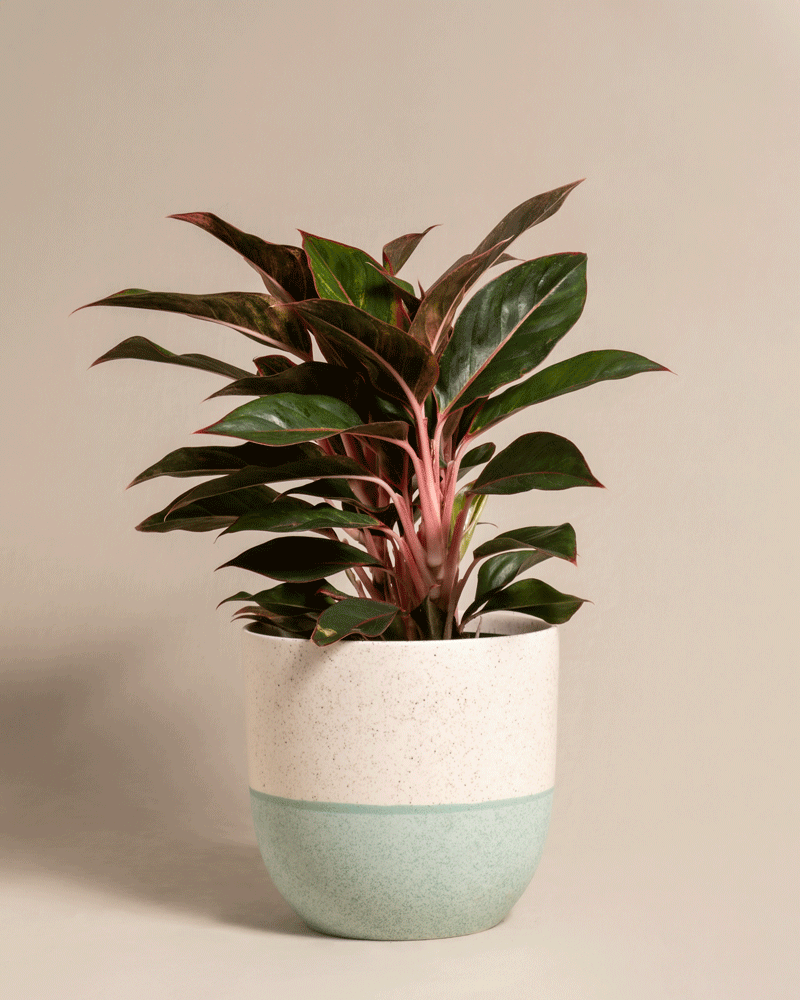 feey-variado-aglaonema-jungle-red-zimmerpflanze-gro-rot image 5