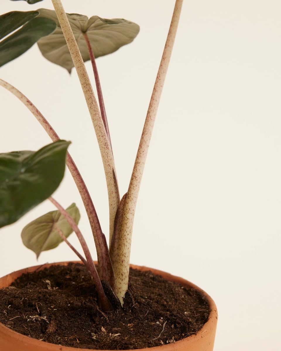 plnts-rareplnts-alocasia-yucatan-princess-pfeilblatt-14cm image 4