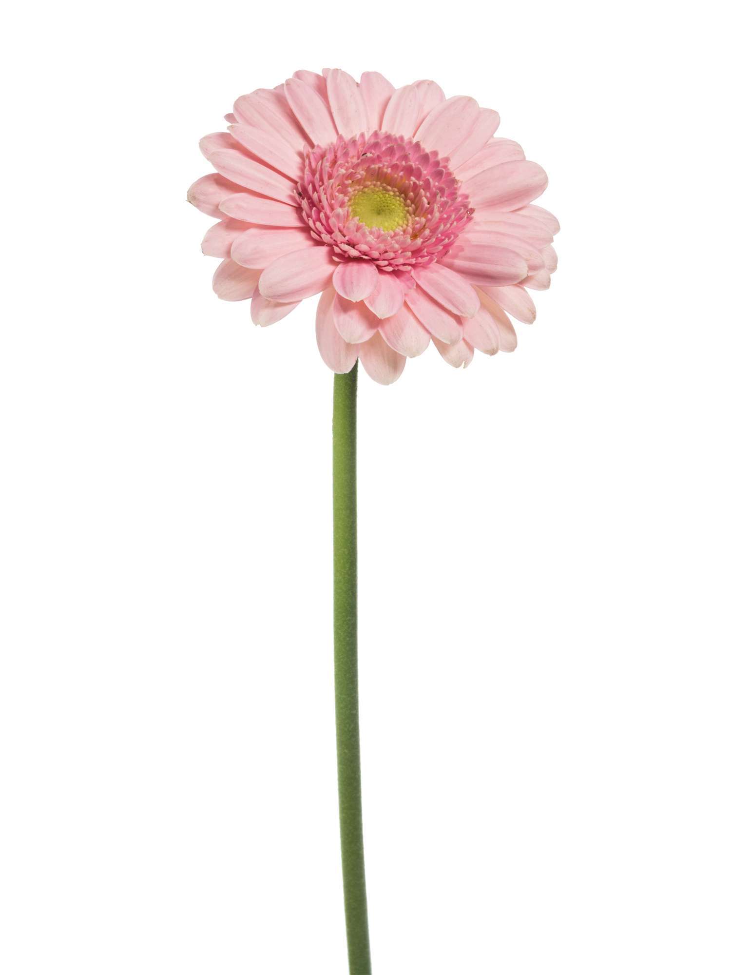 blumigo-gerbera-kimsey-mini-germini-rosa-schnittblume image 3
