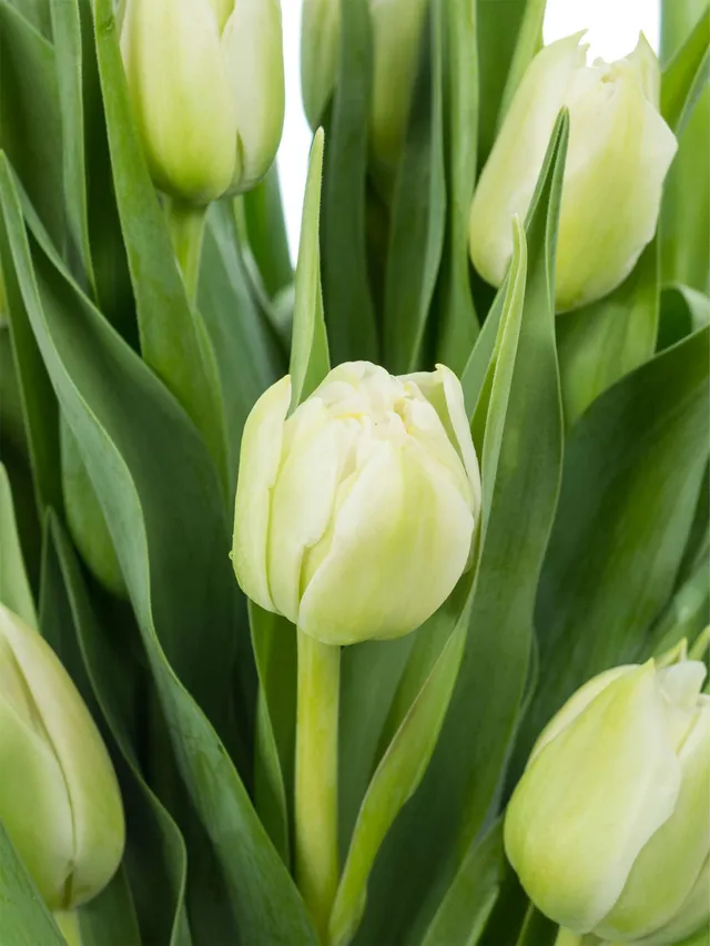blumigo-tulpen-northcap-blume-wei-gef-llt image 1