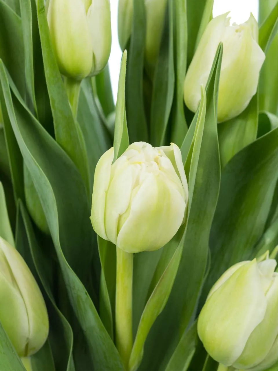 blumigo-tulpen-northcap-blume-wei-gef-llt image 1