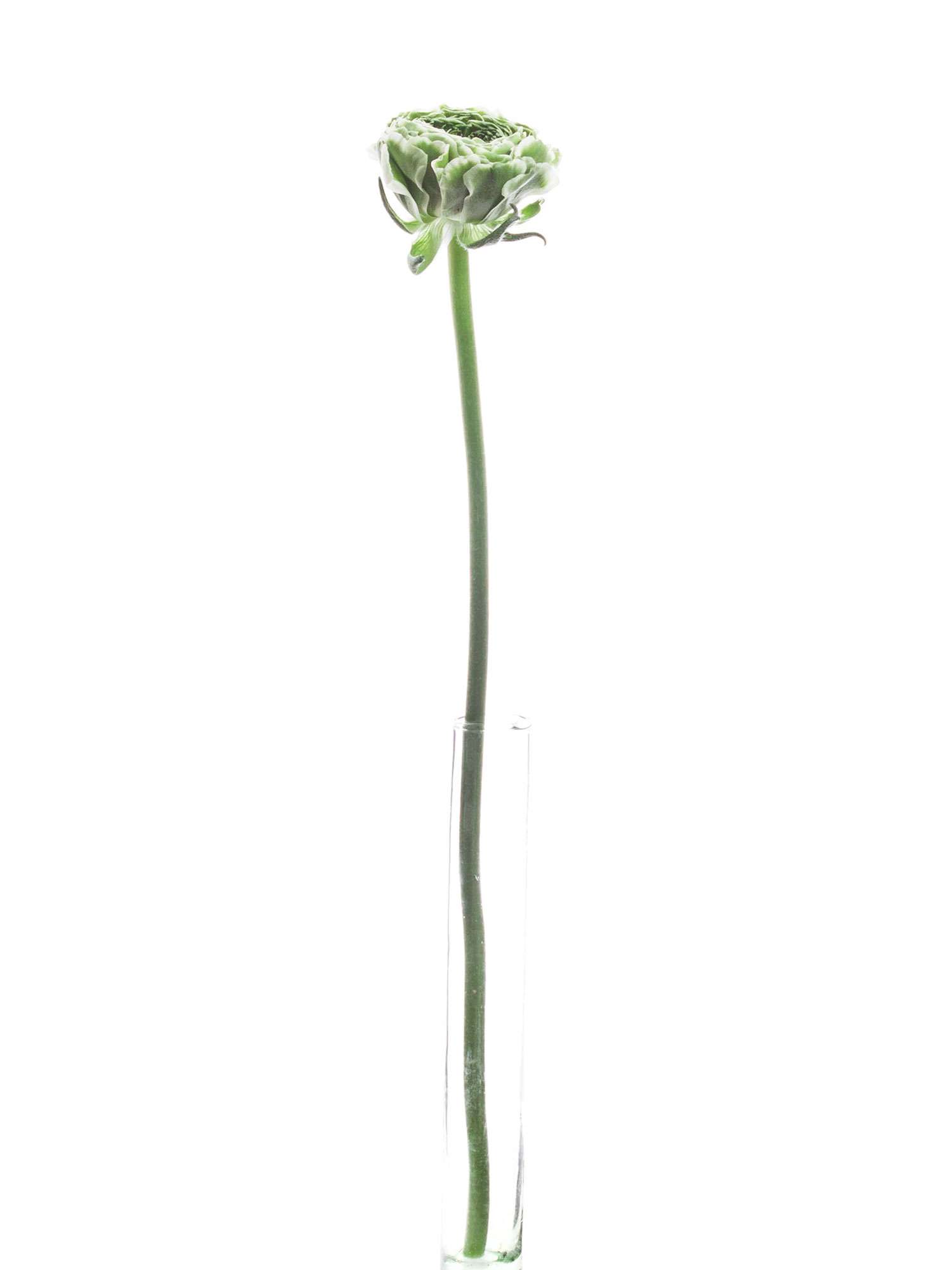 blumigo-ranunkeln-xl-ponpon-igloo-schnittblume-wei-gr-n image 3