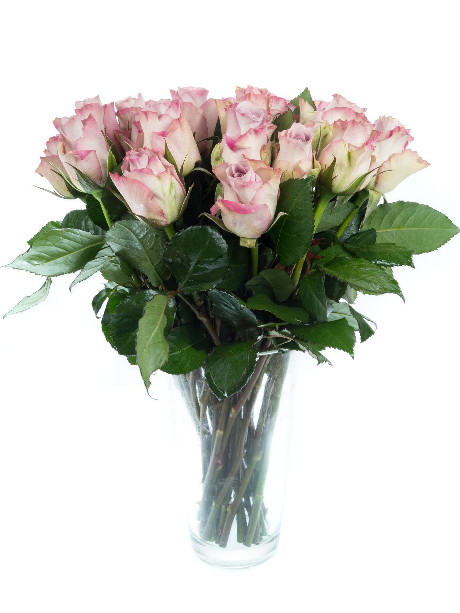 blumigo-rosen-memory-lane-rose-lila-flieder-dezent-duftend image 5