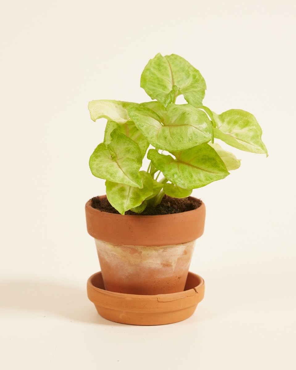 plnts-babyplnts-syngonium-mango-allusion-zimmerpflanze-6cm-topf image 3