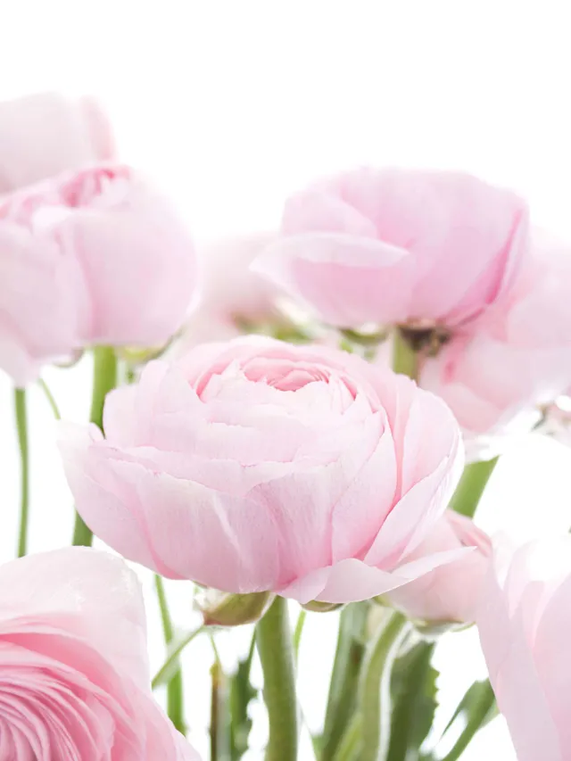blumigo-ranunkeln-cloni-hanoi-pink-xl-rosa image 1