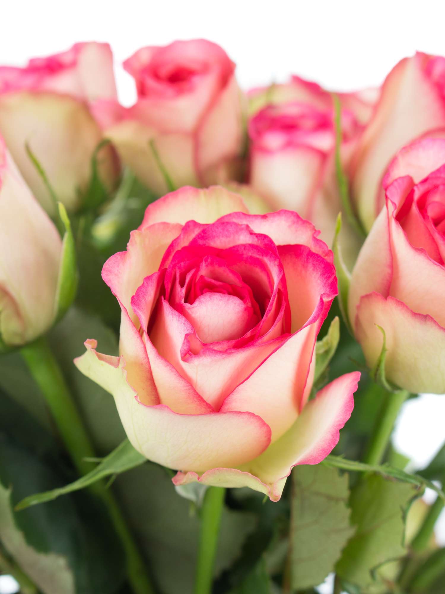 blumigo-rosen-glow-creme-pink-schnittrose image 1