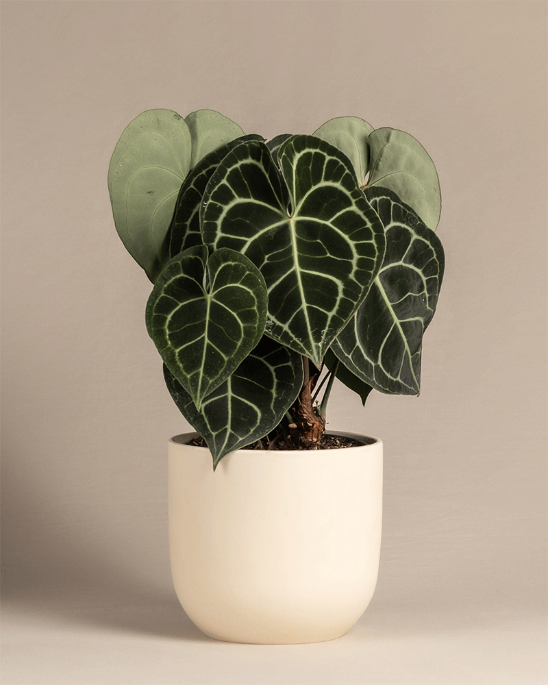 feey-variado-anthurium-clarinervium-zimmerpflanze-ohne-topf image 6