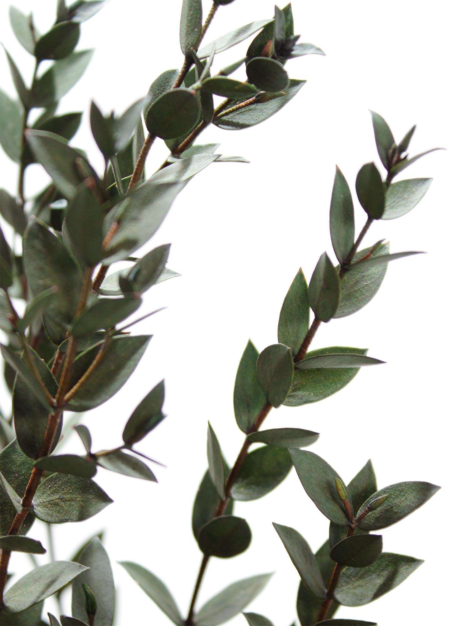 blumigo-trockenblumen-eukalyptus-parvifolia-gr-n-konserviert image 1