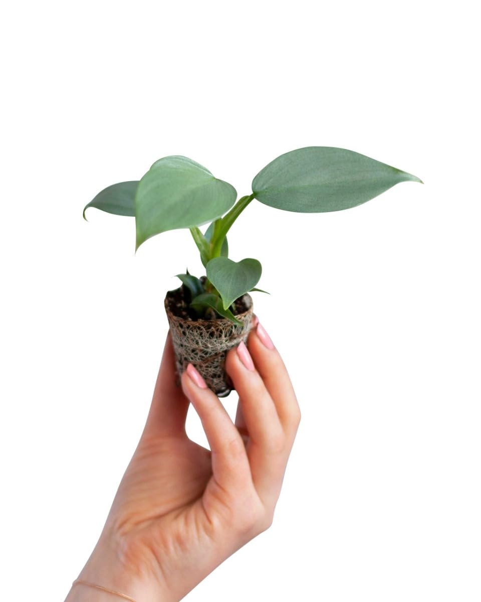 plnts-babyplnts-philodendron-silver-sword-zimmerpflanze-15cm image 7