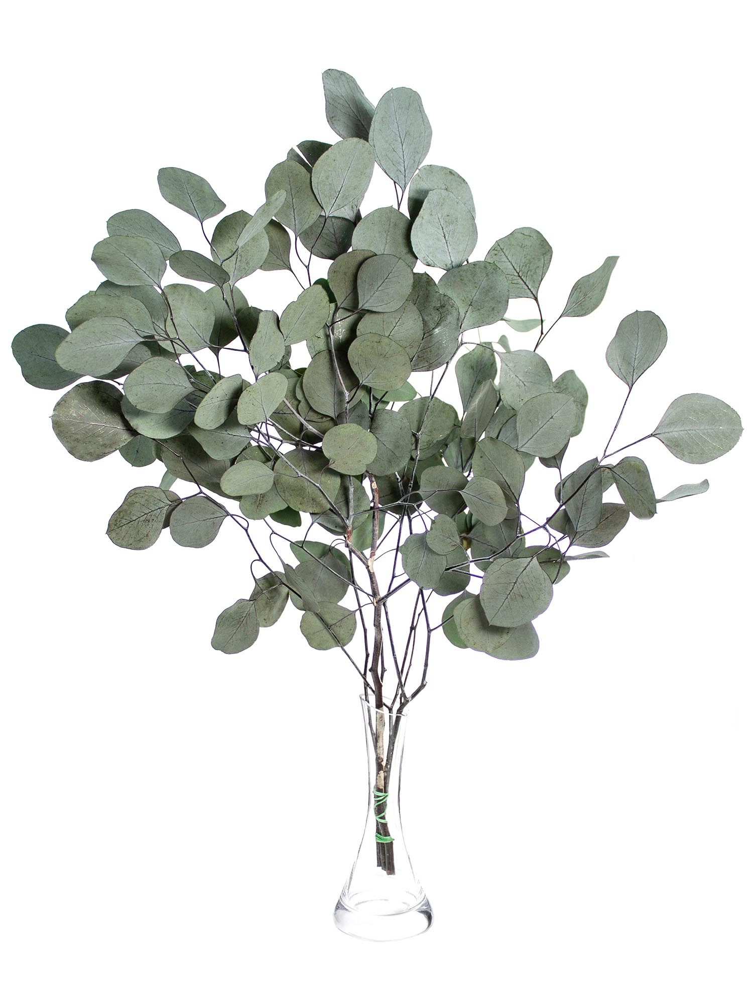 blumigo-trockenblumen-eukalyptus-silver-dollar-gr-n-konserviert image 3