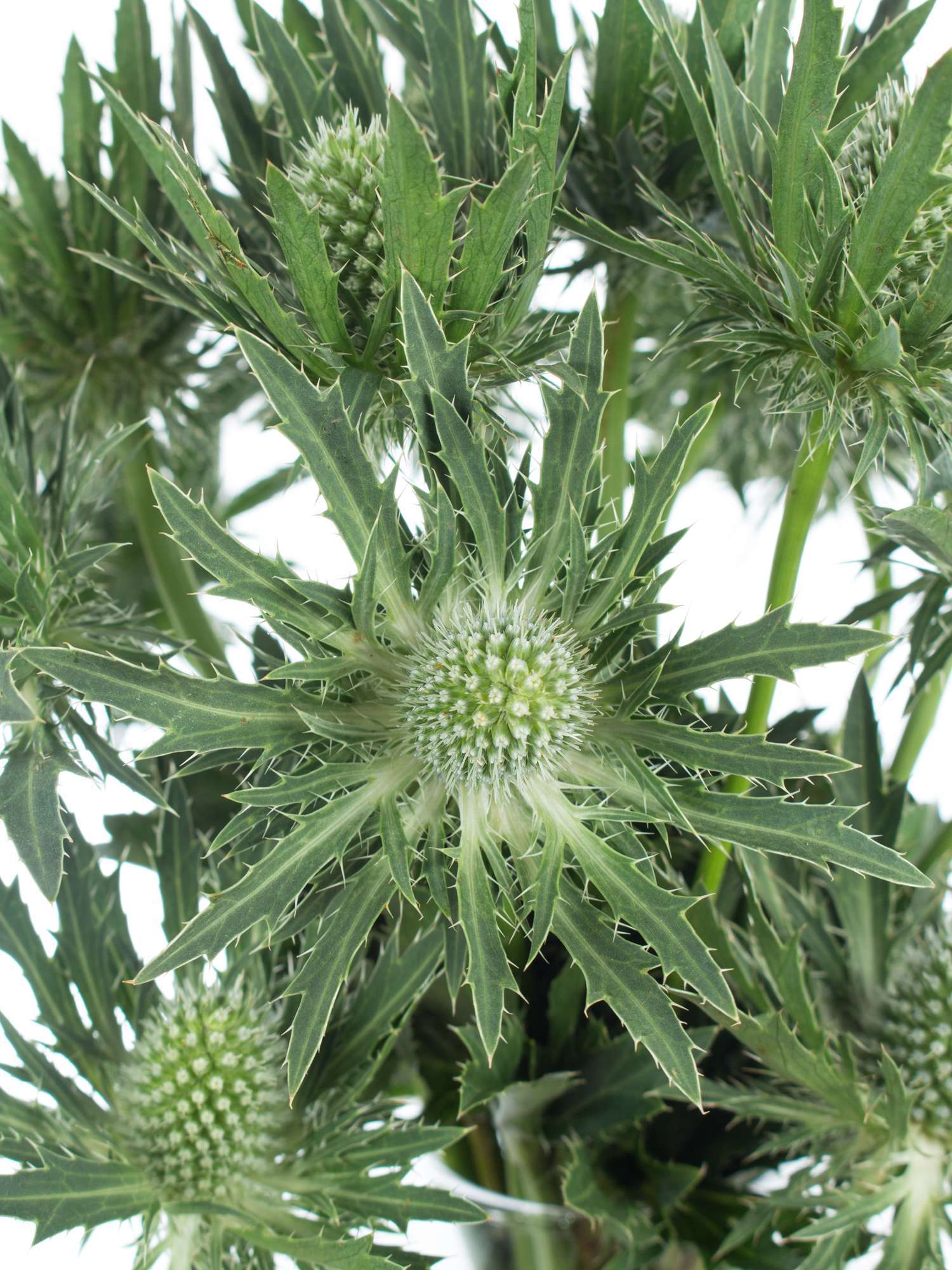 blumigo-disteln-sirius-qstar-schnittblumen-gr-n-silber image 1