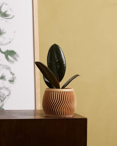 plnts-baby-ficus-robusta-gummibaum-zimmerpflanze-15-cm image 8