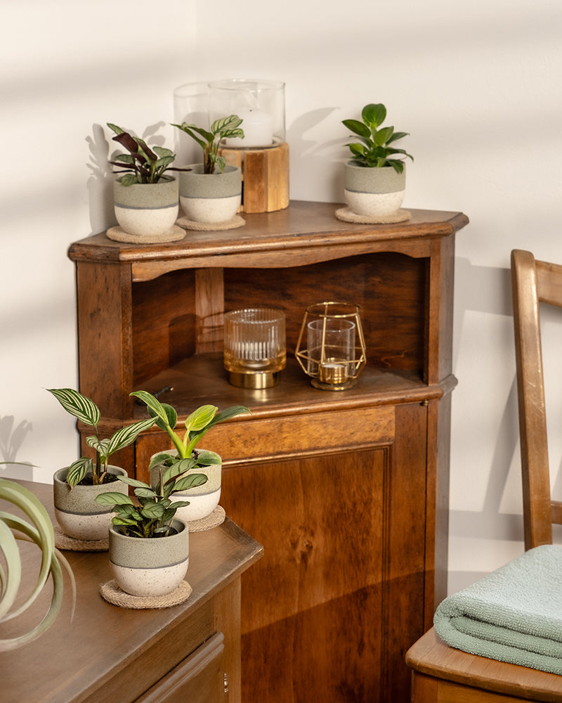 feey-variado-babypflanzen-badezimmer-6er-set-ohne-topf image 2