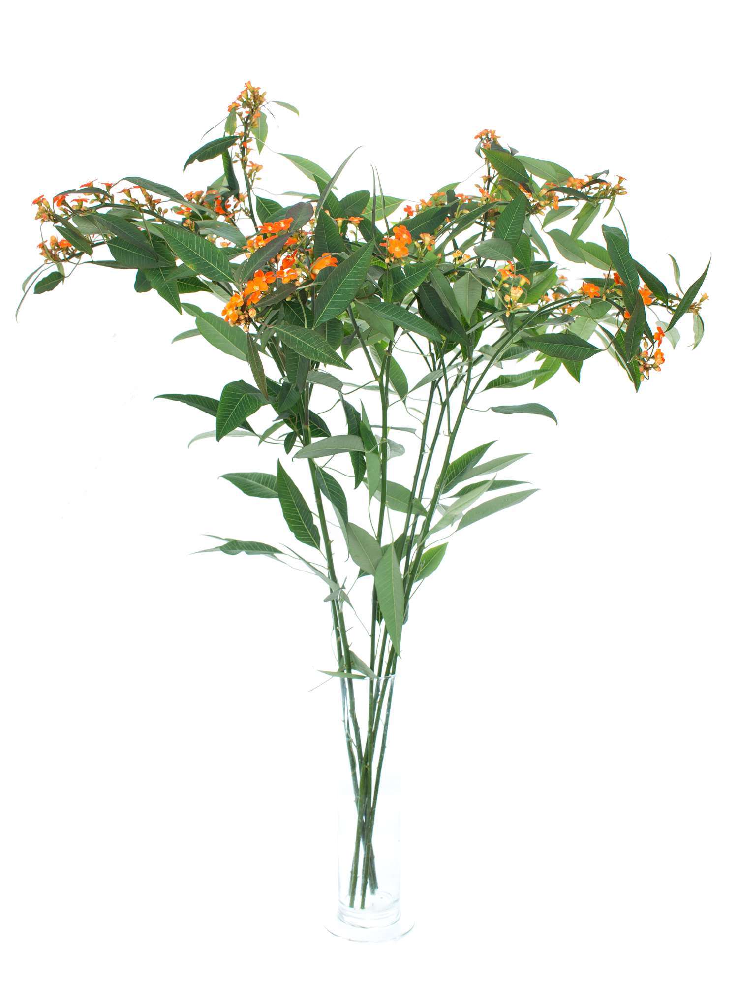 blumigo-euphorbia-fulgens-queen-orange-schnittblume-orange image 2