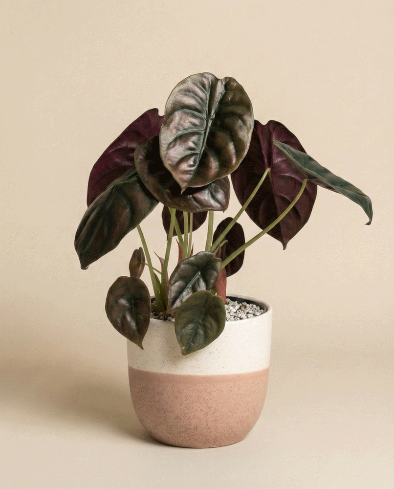 feey-variado-alocasia-red-secret-elefantenohr-topf-16 image 4