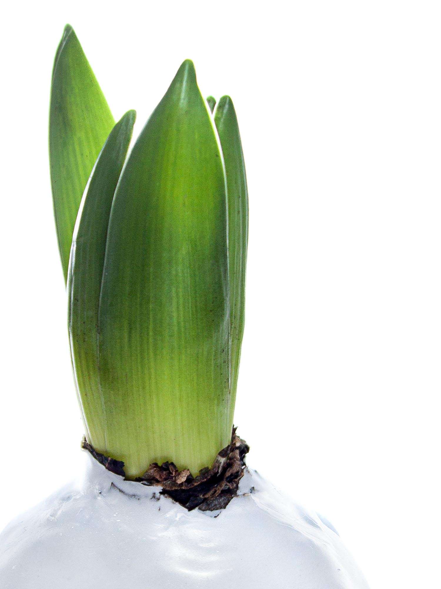 blumigo-fr-hlingsknollen-gewachste-hyazinthe-wei-duftend image 5