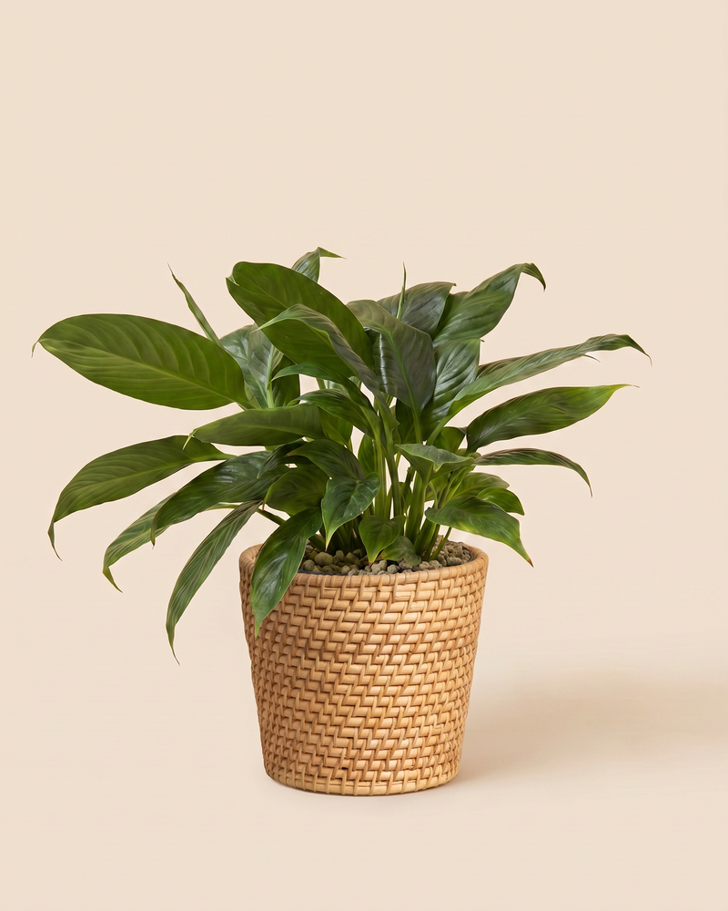 feey-einblatt-spathiphyllum-friedenslilie-ohne-bertopf image 7