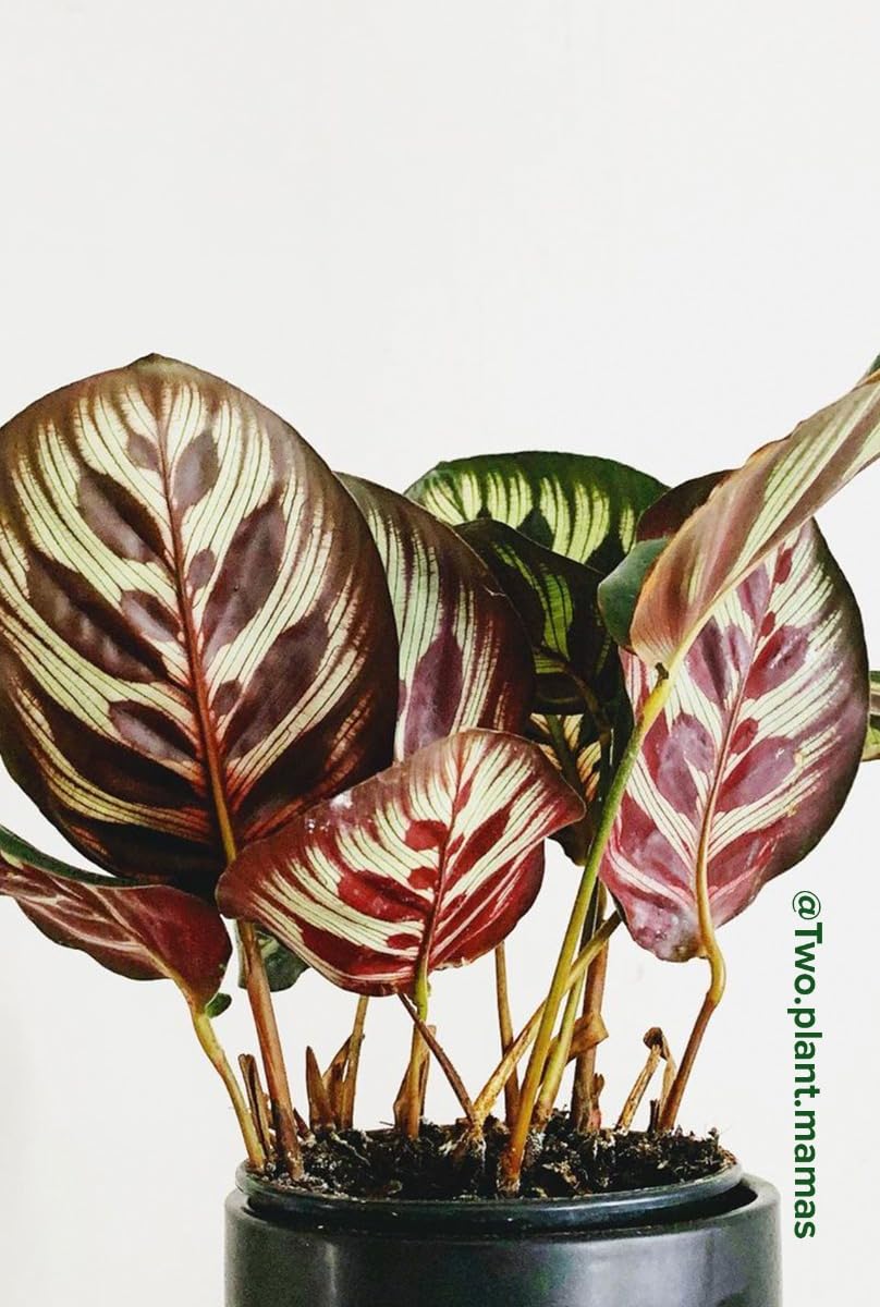 plnts-rareplnts-calathea-makoyana-zimmerpflanze-45cm-pflegeleicht image 7