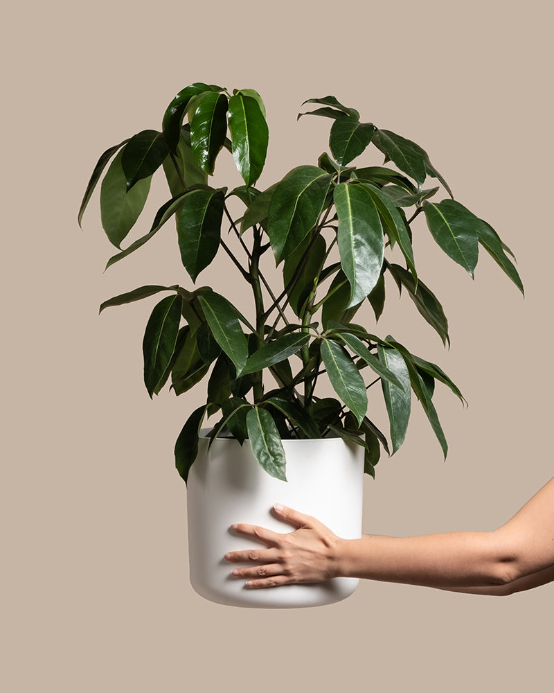 feey-variado-schefflera-amate-zimmerpflanze-gro image 1