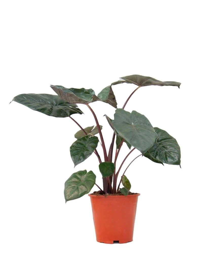 plnts-rareplnts-alocasia-yucatan-princess-zimmerpflanze-40-cm image 1