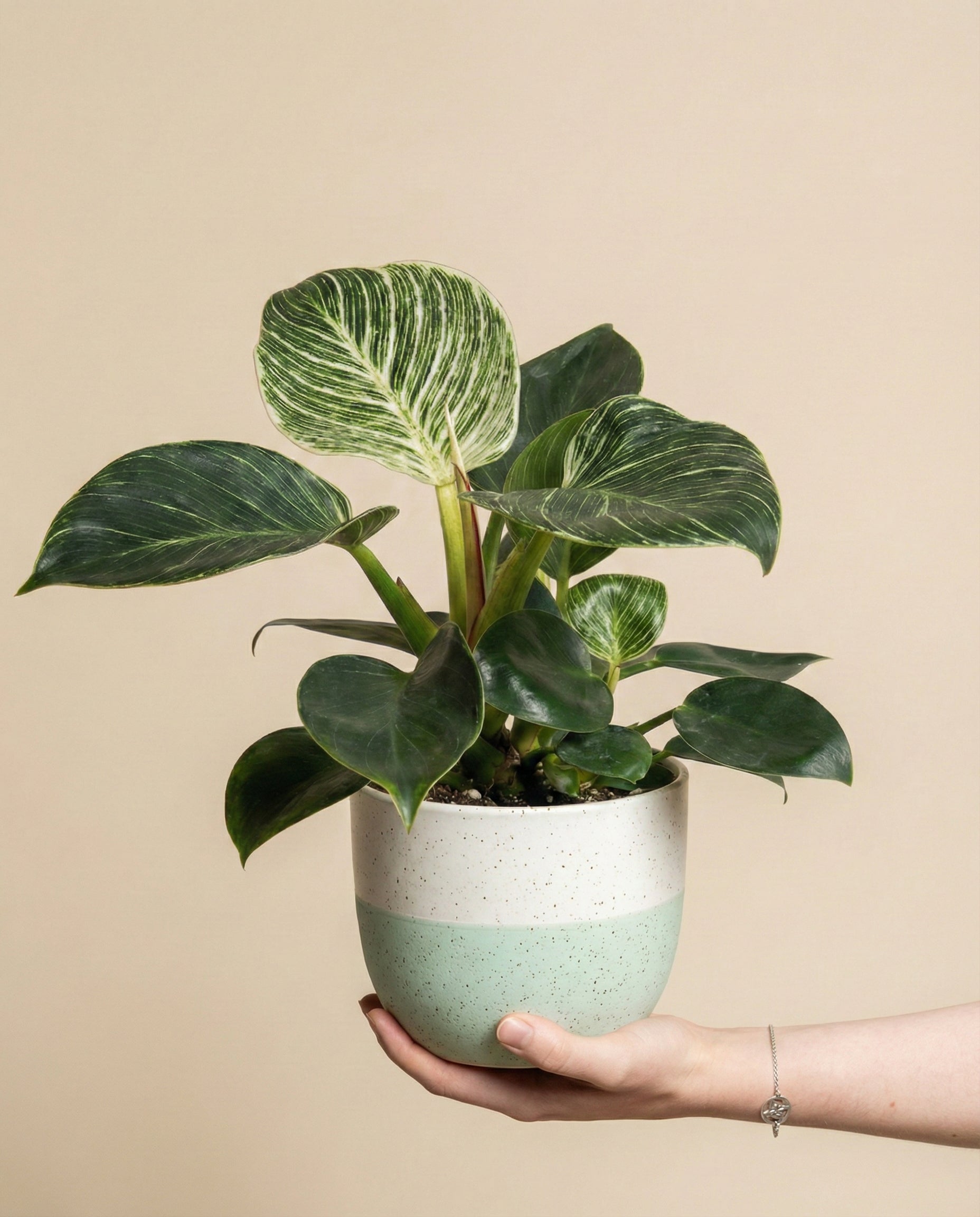 feey-variado-philodendron-birkin-zimmerpflanze-ohne-bertopf image 1