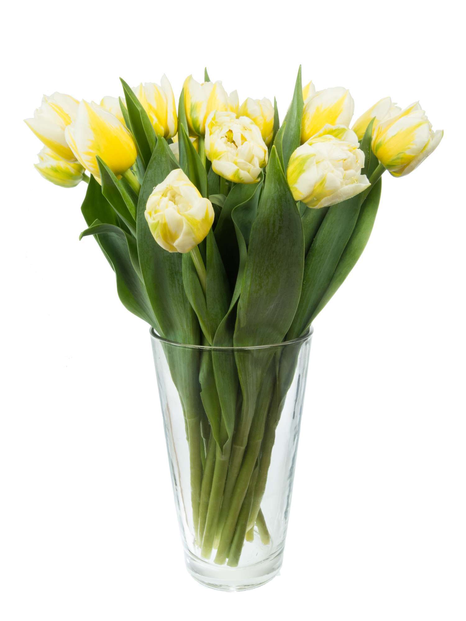 blumigo-tulpen-flaming-evita-gef-llt-wei-gelb image 2