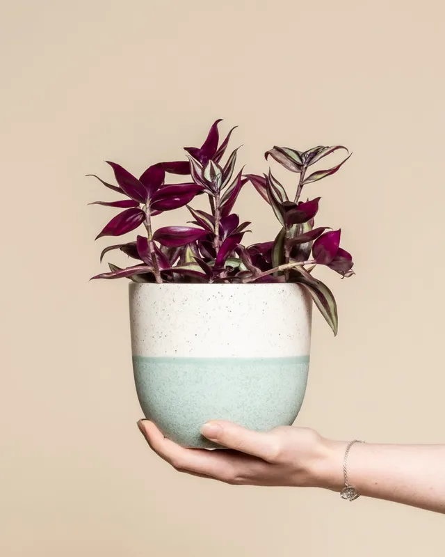 feey-variado-tradescantia-zebrina-zimmerpflanze-ohne-bertopf image 1