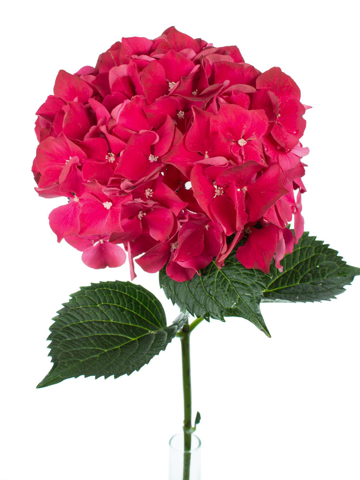 blumigo-hortensien-magical-ruby-red-schnittblume-rot image 1