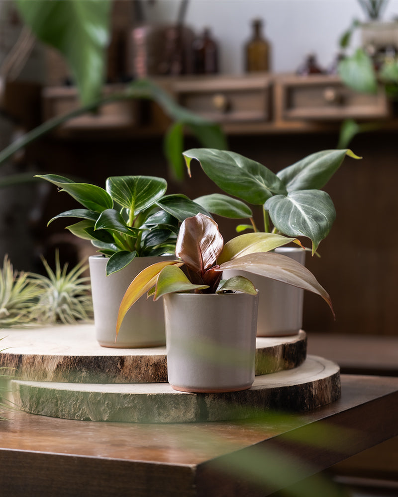 feey-variado-babypflanzen-trio-philodendron-zimmerpflanze-ohne-bertopf image 4