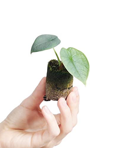 plnts-babyplnts-alocasia-melo-zimmerpflanze-baby-10-cm image 8