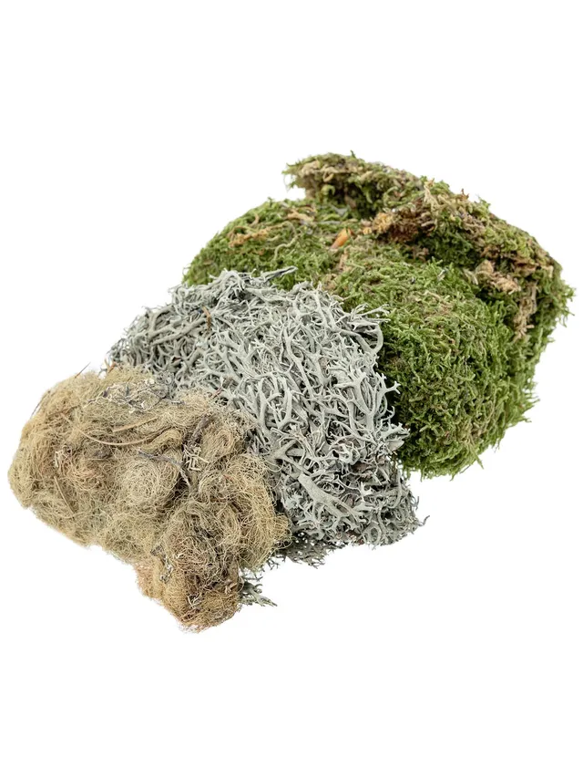 blumigo-trockenblumen-moos-dekomaterial-75-g-getrocknet image 1